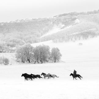 Horse racing in the snow