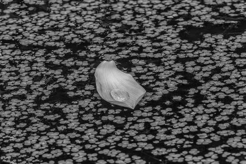 petal