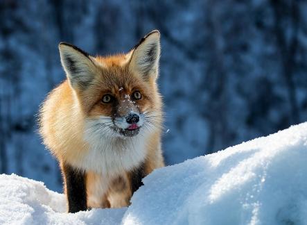 Fox in the snow