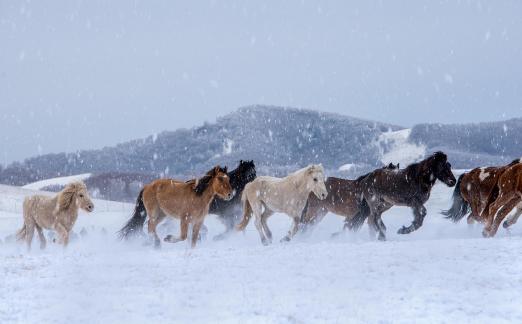 Galloping horses in the snow