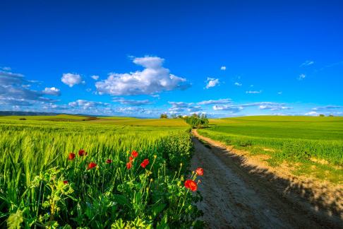 Caminito de amapolas