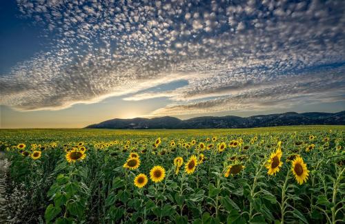 Campo de girasoles