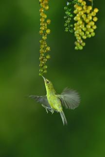 Pleci Zosteropiade
