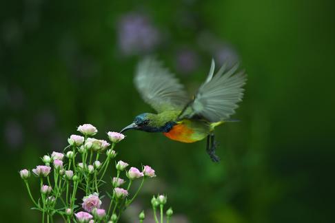 Hovering