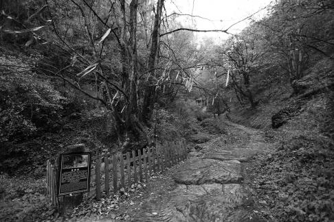 Mountain View Ancient Road 5