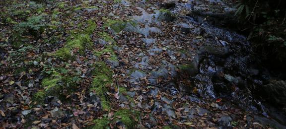 Moss stains and fallen leaves 1