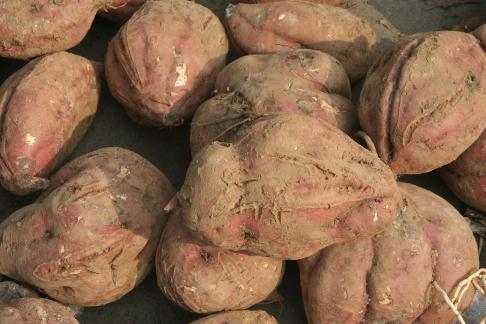 sweet potato