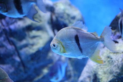 Metynnis hypsauchen 6