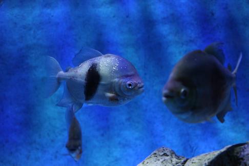 Metynnis hypsauchen 7