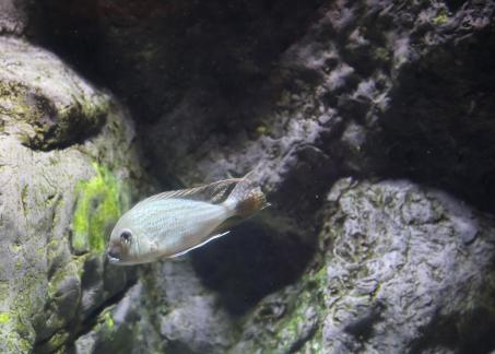 trichogaster trichopterus 1