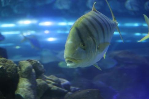 Flat topped carp and trevally 1