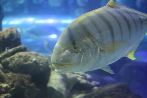 Flat topped carp and trevally 2