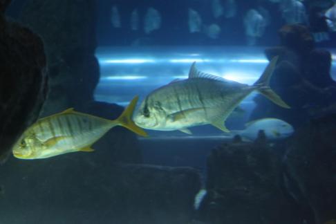 Flat topped carp and trevally 3