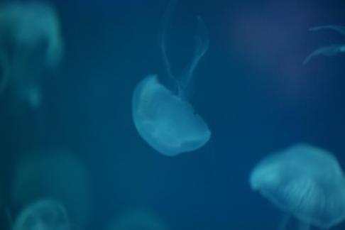 jellyfish 21