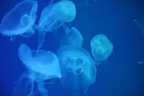 jellyfish 22