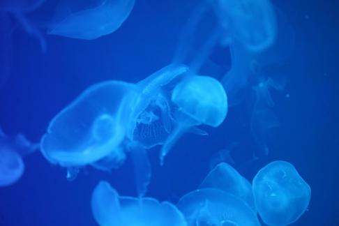 jellyfish 23