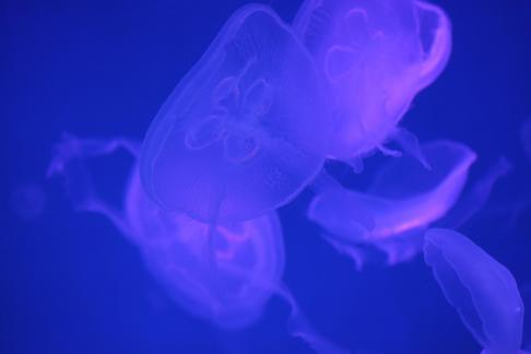 jellyfish 24