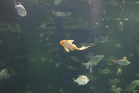 Yellow scavenger fish 2