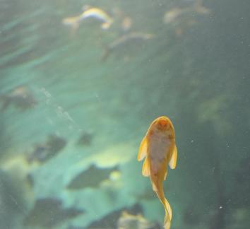 Yellow scavenger fish 3