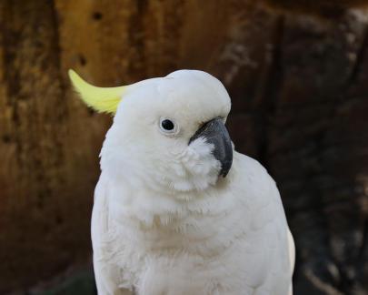 parrot 3