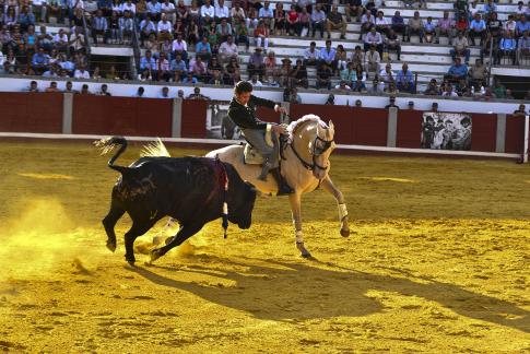 Los tobillos del caballo