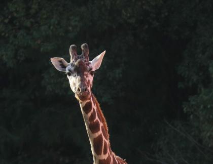 giraffe 5