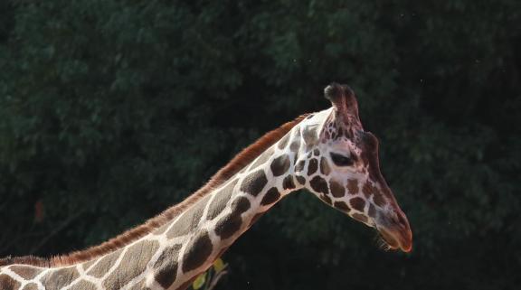 giraffe 7