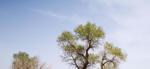 Green traces of the wilderness 3