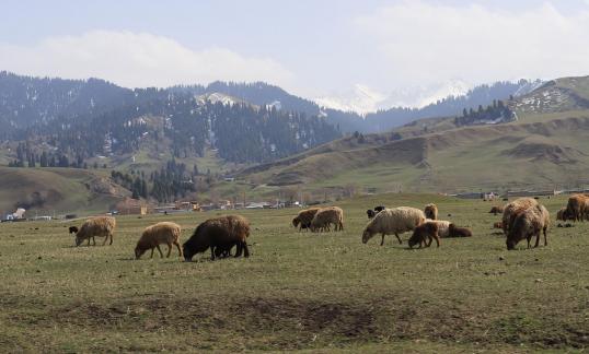 Grassland horse ranch 3