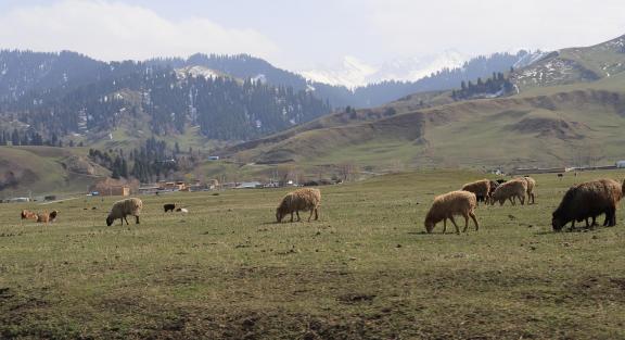 Grassland horse ranch 4