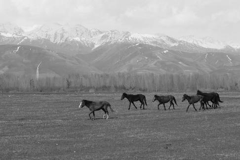 Grassland horse ranch 5