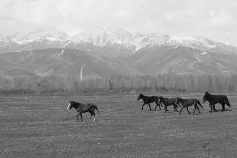 Grassland horse ranch 6