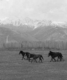 Grassland horse ranch 7