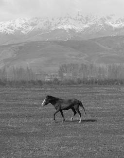 Grassland horse ranch 8