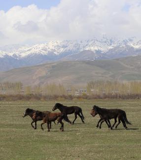 Grassland horse ranch 10