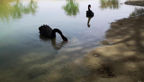 The Land of Black Swans 2