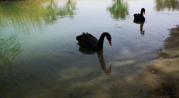 The Land of Black Swans 3