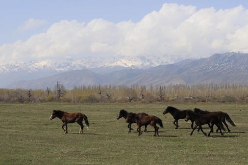 Grassland horse ranch 13