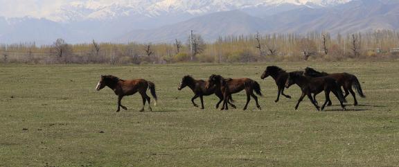 Grassland horse ranch 14