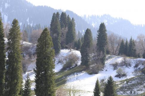 Cold Mountain Green Shadow 8