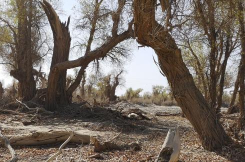 Desert tree shadow 6