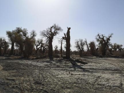 Desert tree shadow 7