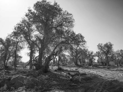 Desert tree shadow 1