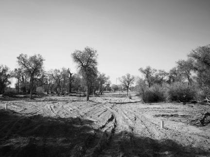Desert tree shadow 2