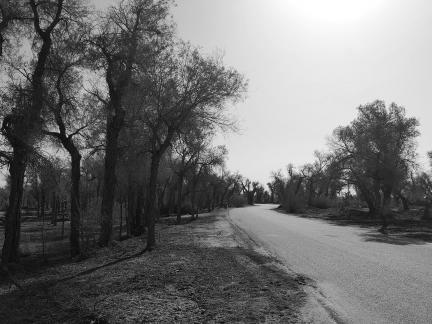 Desert tree shadow 3