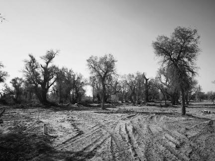 Desert tree shadow 4
