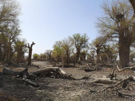 Desert residual branches 17