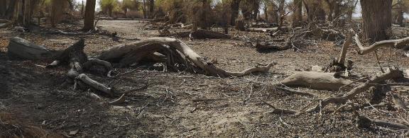 Desert residual branches 18