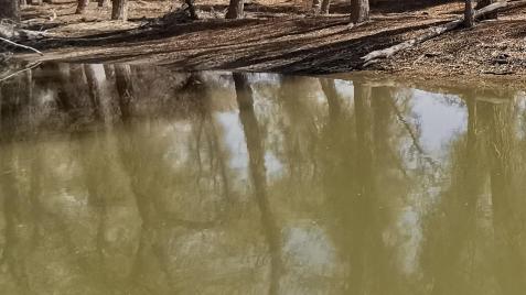 Desert Green Forest 14