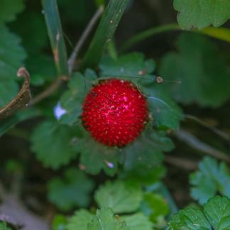 Wildflowers in urban weeds 1